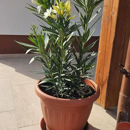 Varlak Apartmán Varbalog