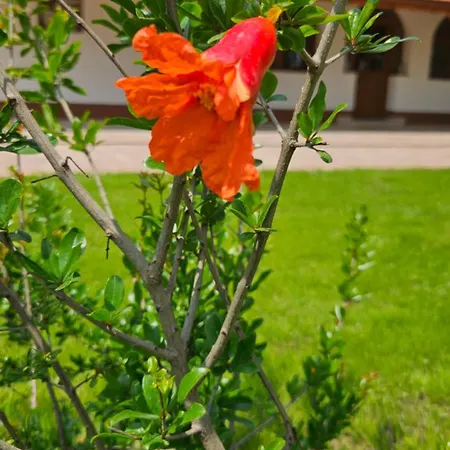 Várlak * Várbalog